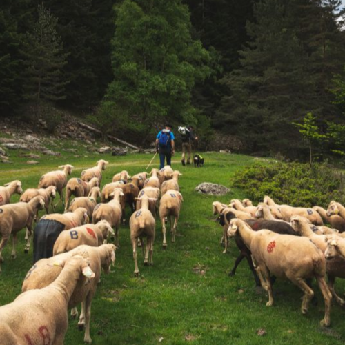 greg-terra-photo-pastoralisme-rioumaou-2bd