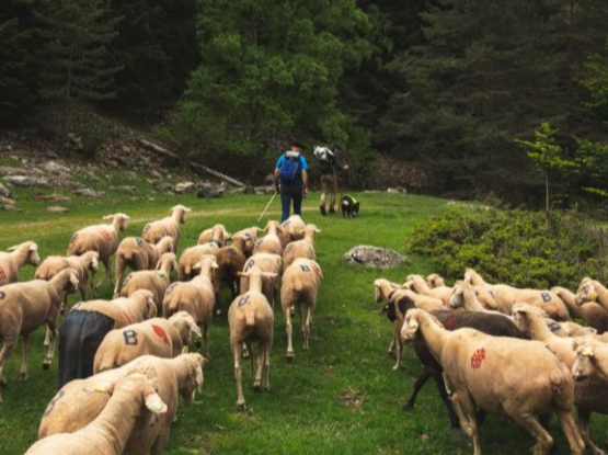 greg-terra-photo-pastoralisme-rioumaou-2bd