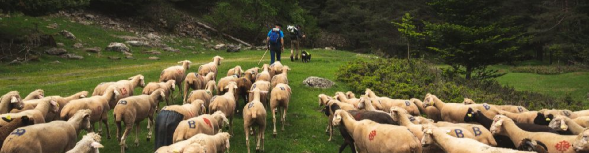 greg-terra-photo-pastoralisme-rioumaou-2bd